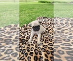 Small Pug
