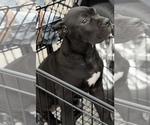 Small Photo #9 Cane Corso Puppy For Sale in ANDERSON, IN, USA