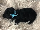 Small Photo #21 Goldendoodle Puppy For Sale in LAKELAND, FL, USA