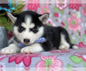Pomsky Puppy for sale in LANCASTER, PA, USA