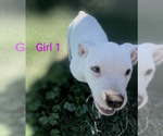 Puppy 1 American Bulldog-Staffordshire Bull Terrier Mix