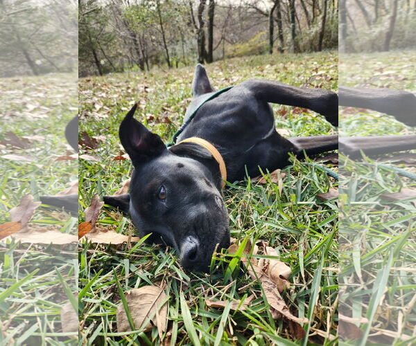 Medium Photo #2 American Pit Bull Terrier-Labrador Retriever Mix Puppy For Sale in McKinney, TX, USA