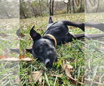Small #1 American Pit Bull Terrier-Labrador Retriever Mix