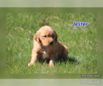 Small Photo #3 Golden Retriever Puppy For Sale in MIDDLEBURG, PA, USA