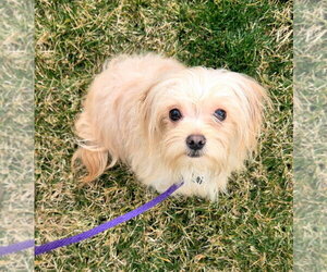 Maltese-Unknown Mix Dogs for adoption in Salt Lake City, UT, USA