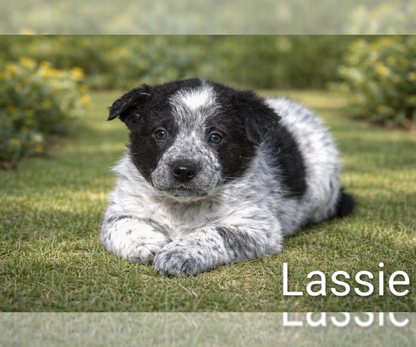 Medium Photo #2 Australian Cattle Dog-Border Collie Mix Puppy For Sale in CLARE, MI, USA