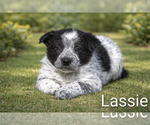 Small #1 Australian Cattle Dog-Border Collie Mix