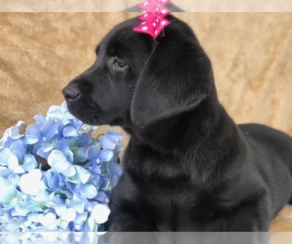 Medium Photo #8 Labrador Retriever Puppy For Sale in EAST EARL, PA, USA