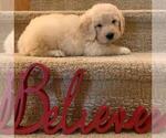 Small Photo #6 Goldendoodle Puppy For Sale in GLENDALE, CA, USA