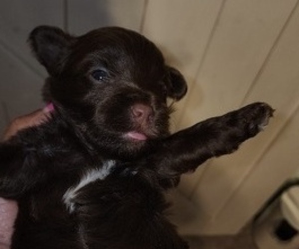 Medium Photo #3 YorkiePoo Puppy For Sale in BLUE MOUND, TX, USA