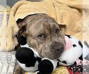 American Pit Bull Terrier Dogs for adoption in Baytown, TX, USA