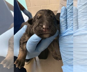 German Shepherd Dog Dogs for adoption in San Bernardino, CA, USA