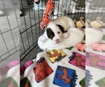 Small Photo #3 Llewellin Setter Puppy For Sale in ELK MOUND, WI, USA