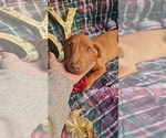 Small #7 Dachshund-Vizsla Mix