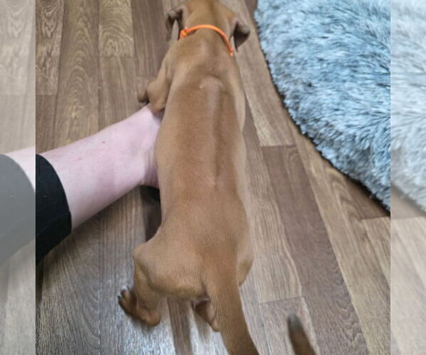 Medium Photo #11 Rhodesian Ridgeback Puppy For Sale in YOUNGWOOD, PA, USA