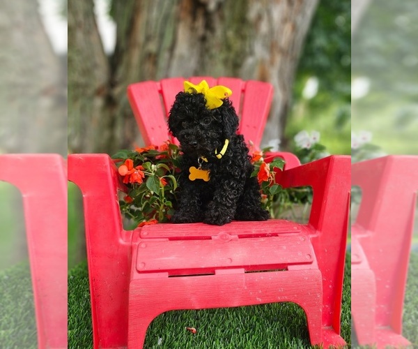 Medium Photo #9 Poodle (Toy) Puppy For Sale in INDIANAPOLIS, IN, USA