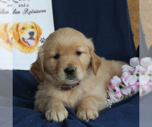 Golden Retriever Puppy for sale in NEW HOLLAND, PA, USA