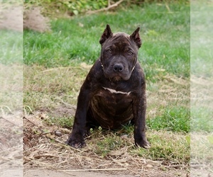 American Bully Puppy for sale in CHAMPAIGN, IL, USA