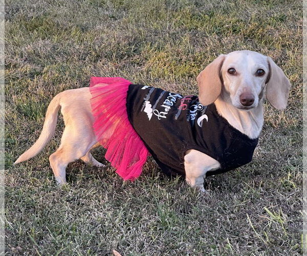 Medium Photo #12 Dachshund Puppy For Sale in Shelbyville, TN, USA