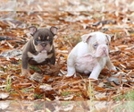 Small Photo #11 Olde English Bulldogge Puppy For Sale in LANCASTER, SC, USA