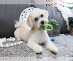 Small Photo #8 Havanese Puppy For Sale in SYRACUSE, IN, USA