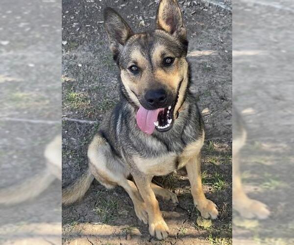 Medium Photo #1 German Shepherd Dog-Unknown Mix Puppy For Sale in Riverside, CA, USA