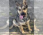 Small German Shepherd Dog Mix