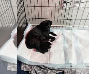 Pug Puppy for sale in CRANDALL, TX, USA