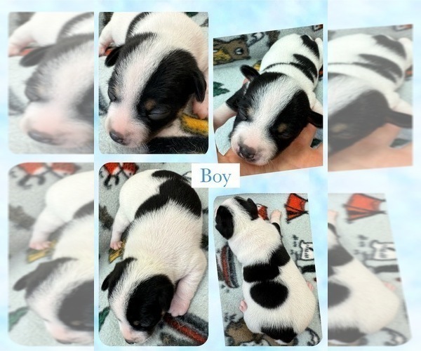 Medium Photo #9 Rat Terrier Puppy For Sale in WHITAKERS, NC, USA