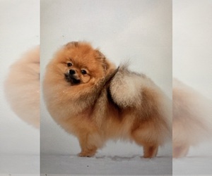 Father of the Pomeranian puppies born on 07/30/2023