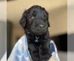 Puppy Lil Wayne Goldendoodle