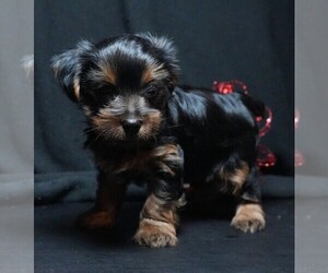 Yorkshire Terrier Puppy for sale in ROCK VALLEY, IA, USA
