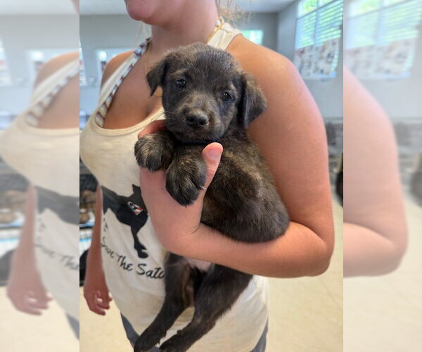 Medium Photo #1 Mutt Puppy For Sale in Jefferson, NJ, USA