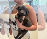 Small Mutt