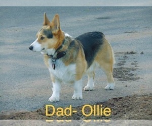 Father of the Pembroke Welsh Corgi puppies born on 03/11/2023