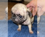 Small Photo #15 Pug Puppy For Sale in FALMOUTH, VA, USA