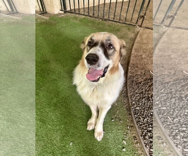 Medium Photo #7 Great Pyrenees Puppy For Sale in Spring, TX, USA