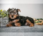 Small Photo #6 Yorkshire Terrier Puppy For Sale in MONROE, IN, USA