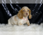 Small #3 Dachshund