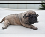 Small #4 Pug