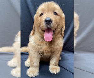 Golden Retriever Puppy for sale in SANTA ANA, CA, USA