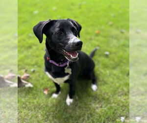 Dachshund Dogs for adoption in Holly Springs, NC, USA