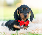 Puppy Hershey AKC Dachshund