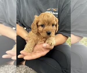 Cavachon Puppy for sale in BREMEN, IN, USA