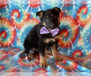 German Shepherd Dog Puppy for sale in LANCASTER, PA, USA
