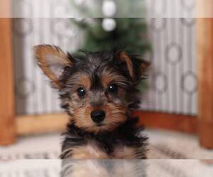 Yorkshire Terrier Puppy for sale in NAPLES, FL, USA