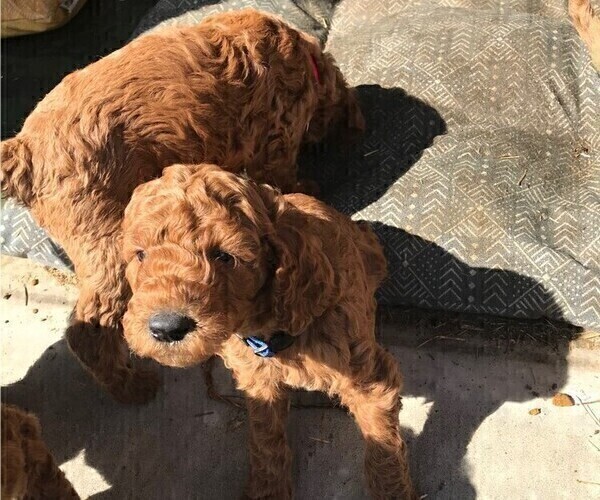 Medium Photo #10 Poodle (Standard) Puppy For Sale in JOPLIN, MO, USA
