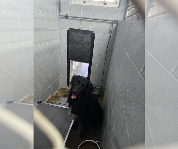 Medium Photo #1 - Mix Puppy For Sale in Evansville, IN, USA