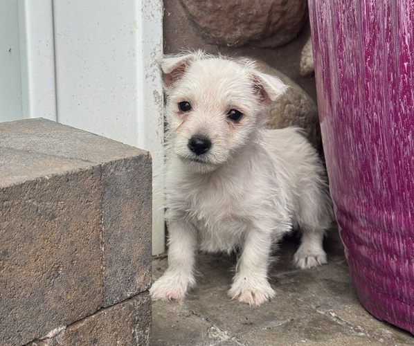 Medium Photo #3 West Highland White Terrier Puppy For Sale in CANOGA, NY, USA