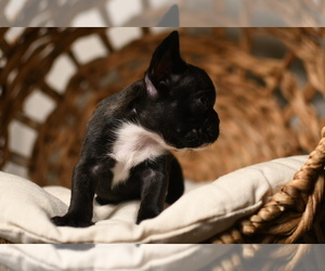 French Bulldog Puppy for sale in SUGAR LAND, TX, USA